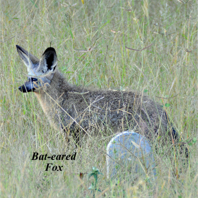 Bat-eared Fox